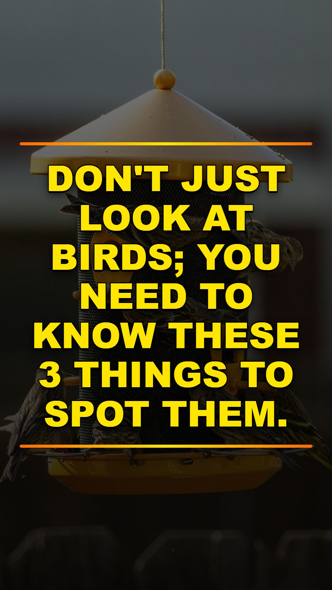3 Secrets to Better Birdwatching