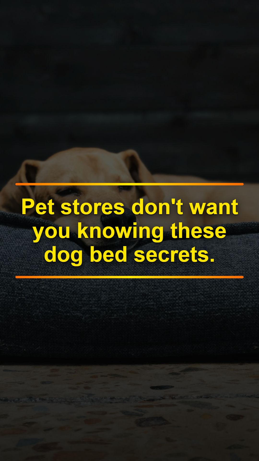 5 Dog Bed Secrets Pet Stores Don't Tell