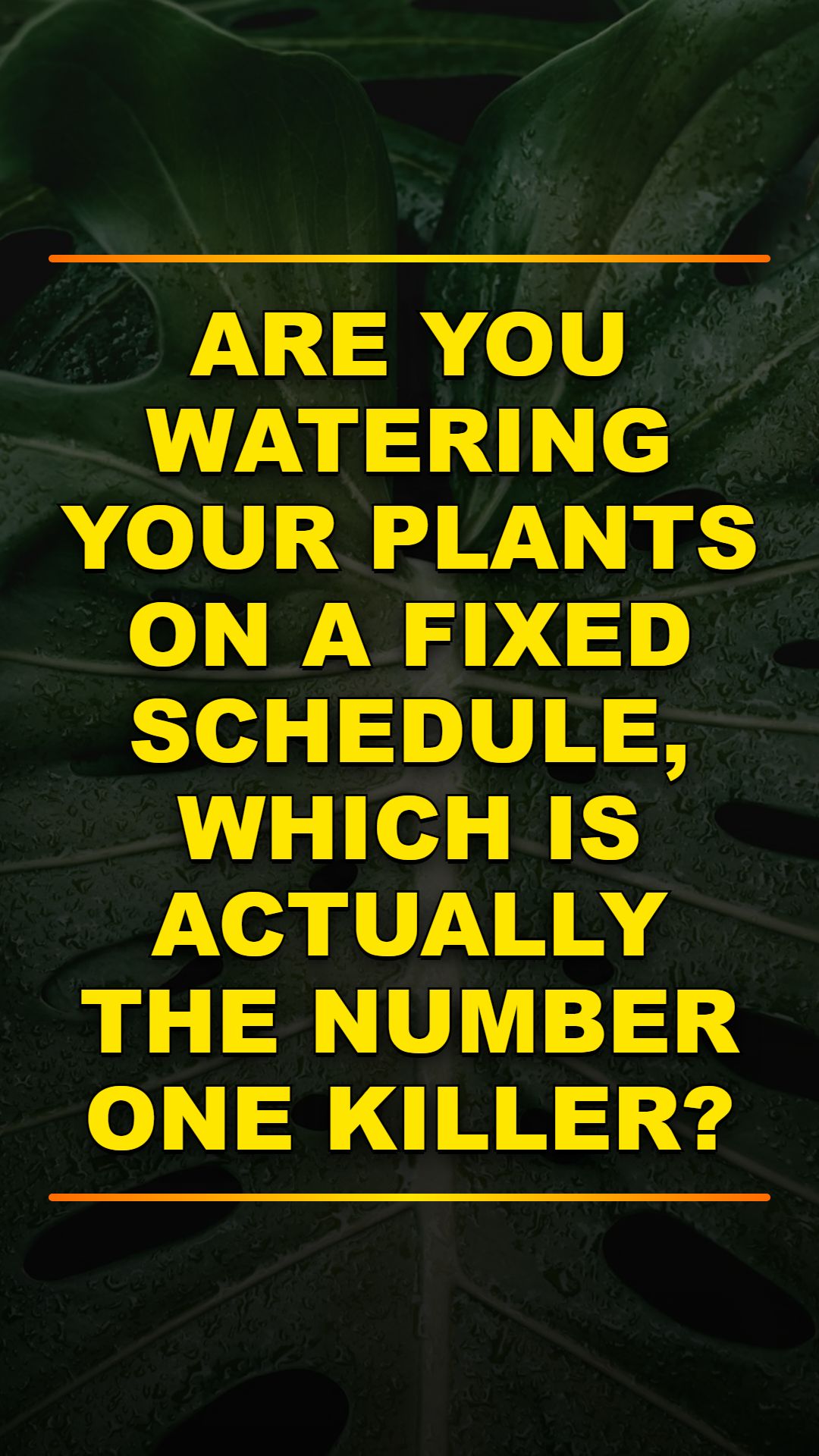 Stop Killing Your Houseplants Today